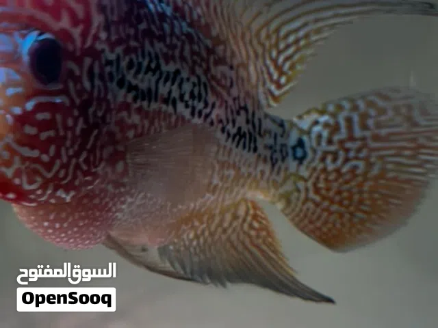 flowerhorn kamfa male fish