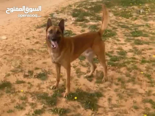 متاح ذكر ملينوا كلاسيكي شراسه نار فحل الله يبارك أوامر فل
