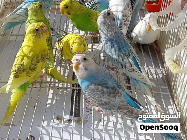 طيور بقلينو للبيع