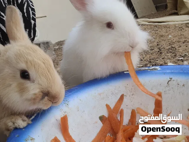أرانب  نشيطه مرحه