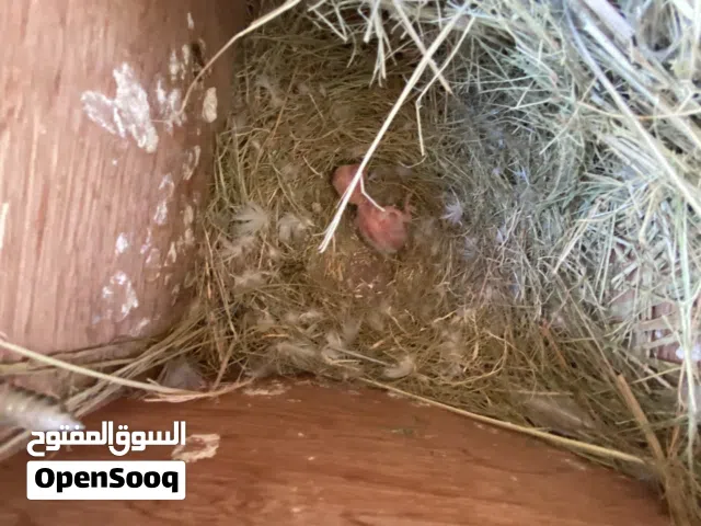 جوز روز تحته فرخ 450مصراته