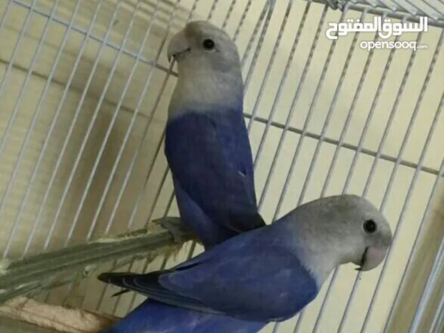 طيور روز الشكل جميل منتج من قبل
