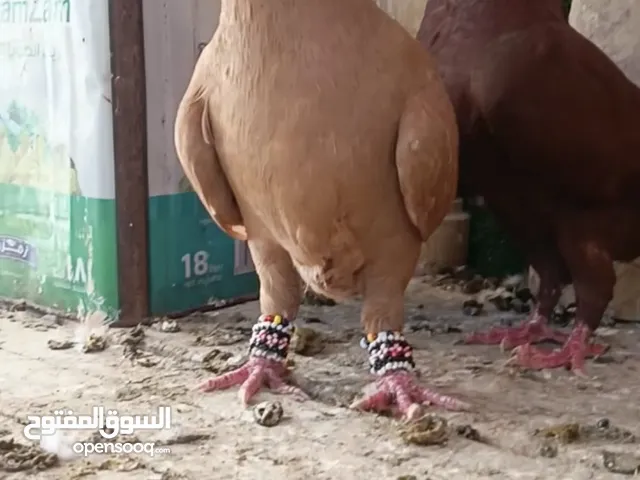 جواز وفردات كل اشي الو سعرو الاسعار بالوصف