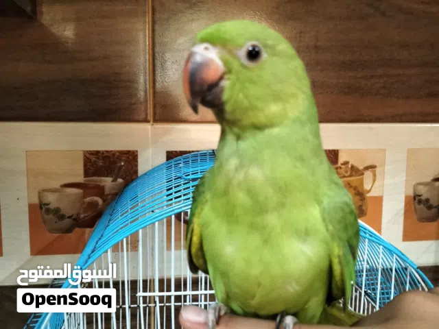 دره خضره للبيع (مستعجل)شوف الوصف