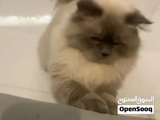 قطة هملايا مجانا  للتبني مع كامل اغراضها لطيفة جدا