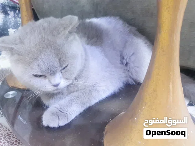 شيرازي اصلي للبيع السعر 80ويبهامجال العنوان البصره حي الامام الحسن مقابيل الخماسيات