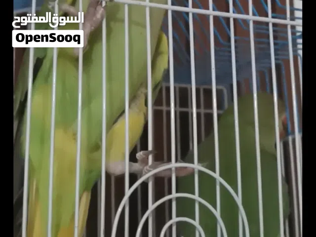 للبيع متوه زوج تابع الوصف