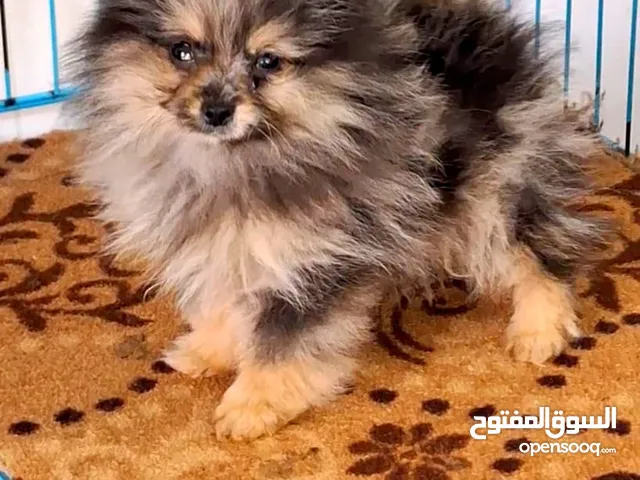 بومرينيان تيكب العمر 3 شهور