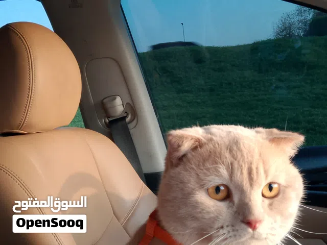 سكوتش فولد ذكر للبيع  باقي التفاصيل في الوصف