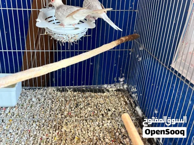 كوبيا يمام ماسي افوايت و مبرقعه بالابيض مضمونه و منتجه المكان مصراته