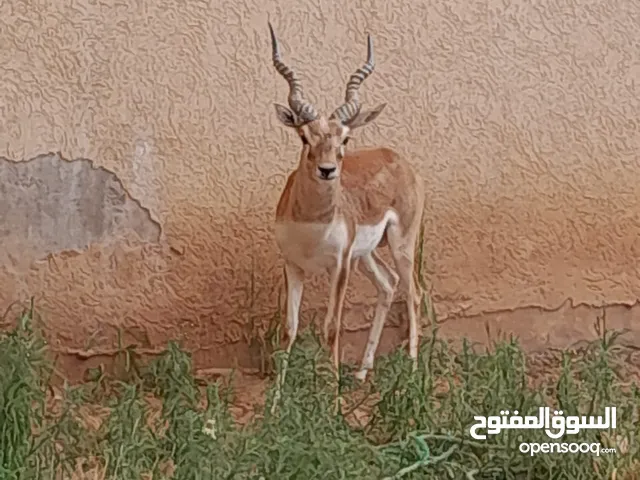 غزال ظبي هندي الحالة ممتازة جدآ