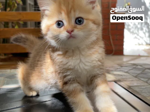كتن برتش سكوتش سلالة نقية بيور