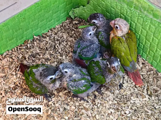 للبيع ببغاء كنيور اقرا الوصف مهم