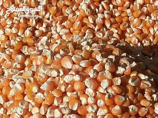 الجشاري لبيع الحبوب ضوران انس امام سوق القات