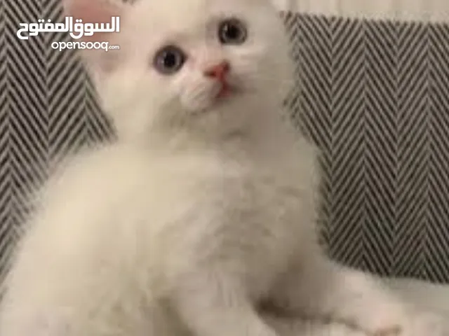 قطط شيرازي صغيره