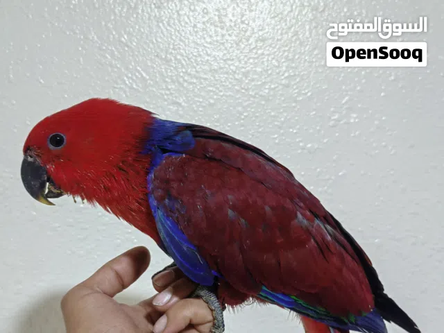 ببغاء عمر ست شهور