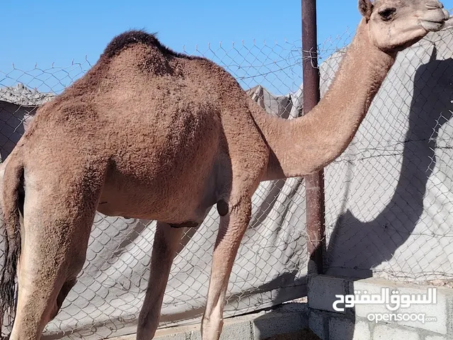 لبيع بكره يدع