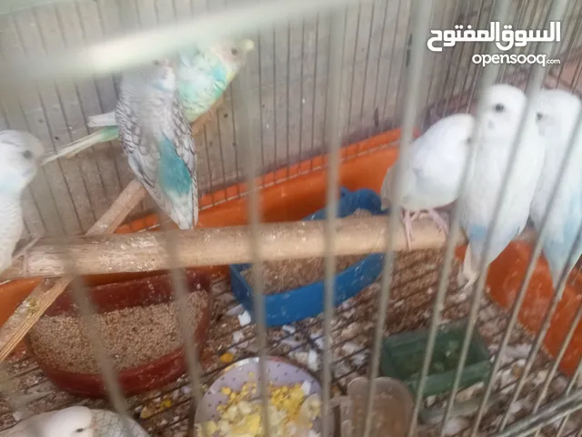 طيور حب للبيع