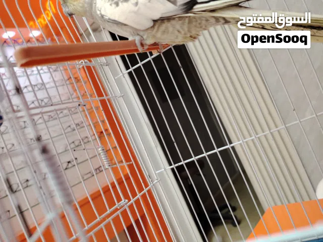 طيره جاهزه ع الفحل عطول ما شاء الله للبدل ع حبه اليف 100بل100