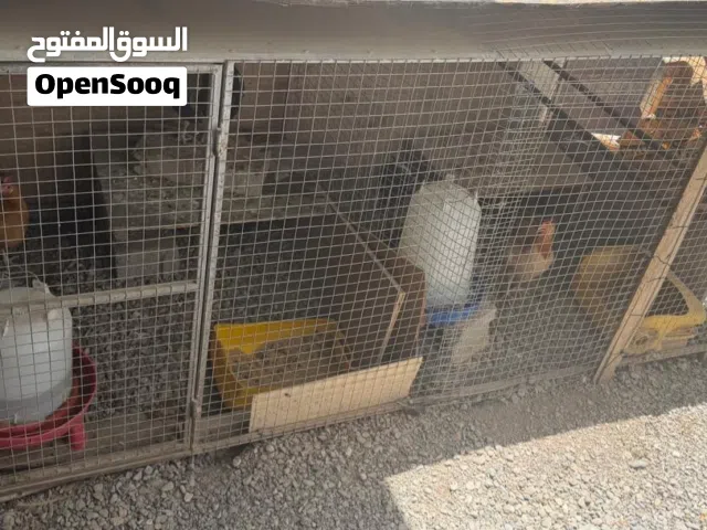 للبيع القفص اموره طيبه الطول تقريبا 3 متر وشوي ب 25 وديك ودجاجه عمانيات ب 10