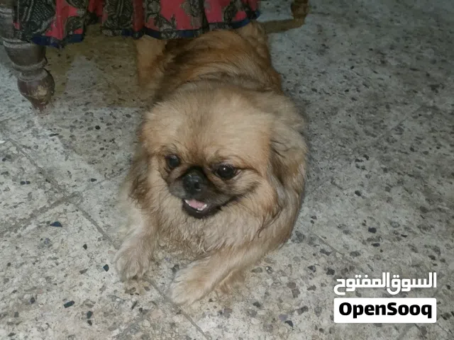 جرو بيكنواة ذكر مستوى محترم