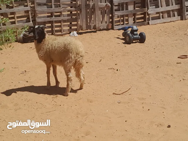 خروف وطني الله يبارك عمره ف6شهور سليم من العيوب والامراض متع تربيه مشالله او عقيقه محصن وسليم...