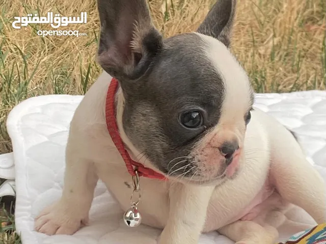 للبيع فرنش بولدوج بيور