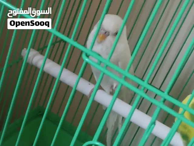 البيض بي 50 و العادي بي 30