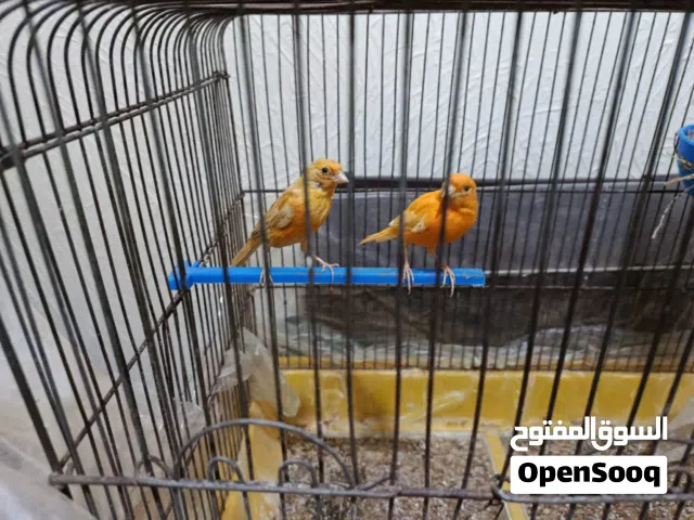 جوز كنار جااااهز