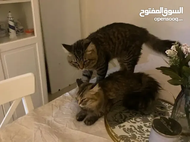 قطط للتبني