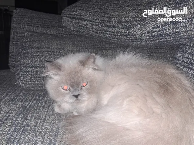 هملايا معقم Neutered himalayan cat