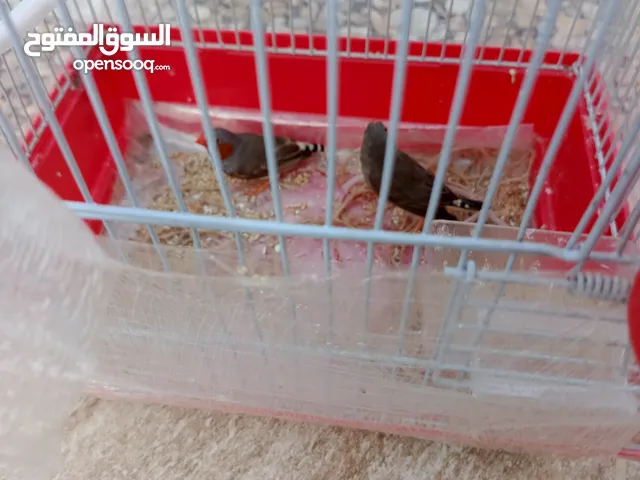 عصافير جنة جوز للبيع