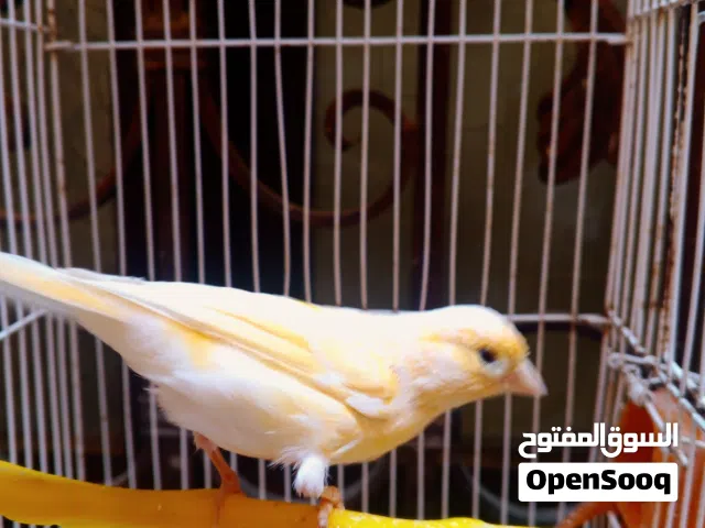 انثى كناري