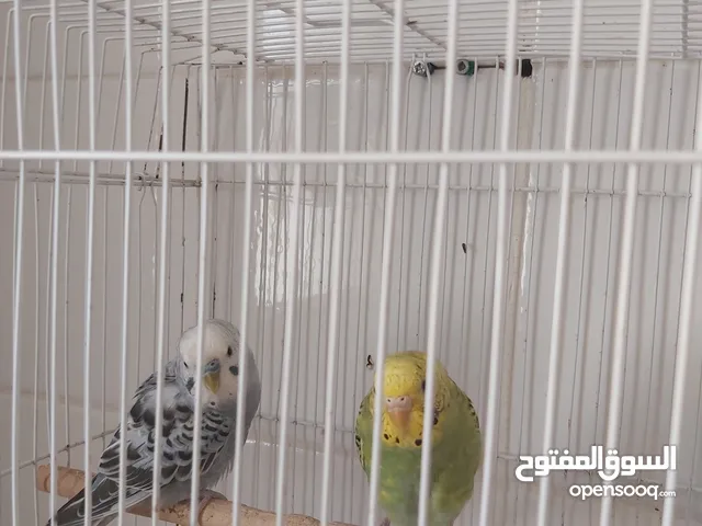 زوج طيور حب مع القفص و الأكل ب 7