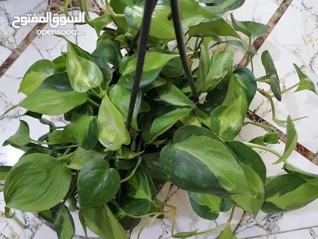 نباتات للبيع داخلية بالتربة وبالماء حلوة اسعارهن مناسبة والوان مميزة الوصف مهم راسلوا واتساب