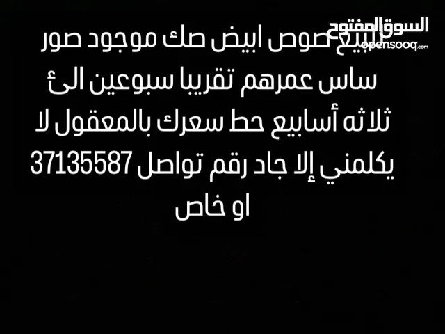 للتواصل  ولا يكلمني إلا جاد لا تعطل وقتي ووقتك بالتوفيق للجميع