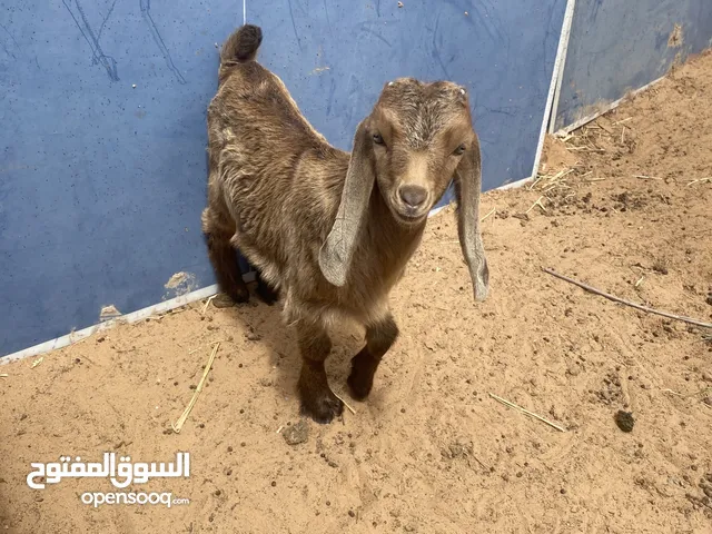 ماعز قزم الجنس دكر