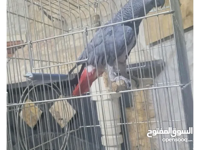 ببغاء كاسكو للبيع في سعر طري
