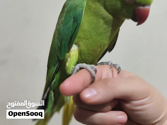 ببغاء ring neck