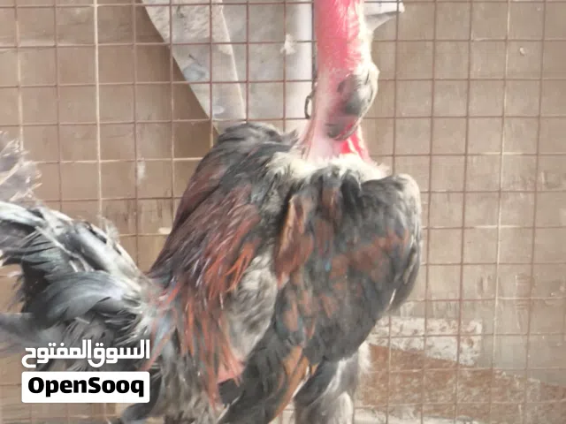 دجاج عرب امهات ركيبه