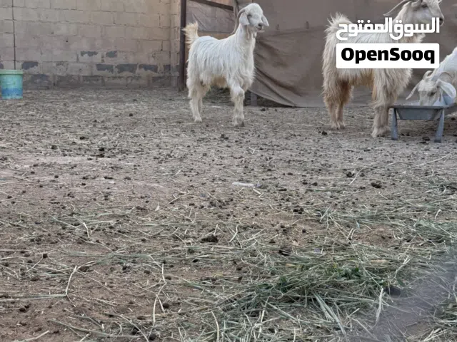 أغنام للبيع