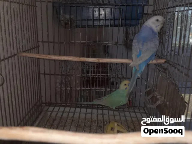كوبيه مصوقره الله يبارك تحتها 4 فروخ