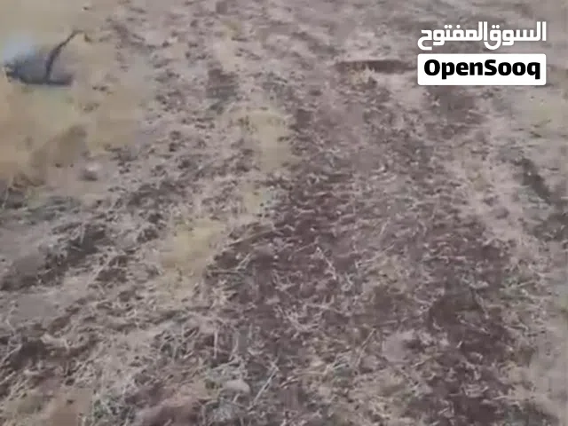 غابة في صمد مساحة كبير جدا  مناسبة مزارع أو شاليهات
