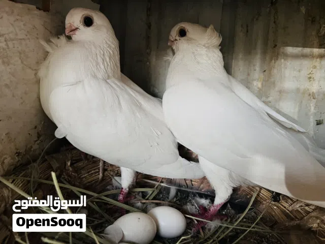 طيور ارافل قجم