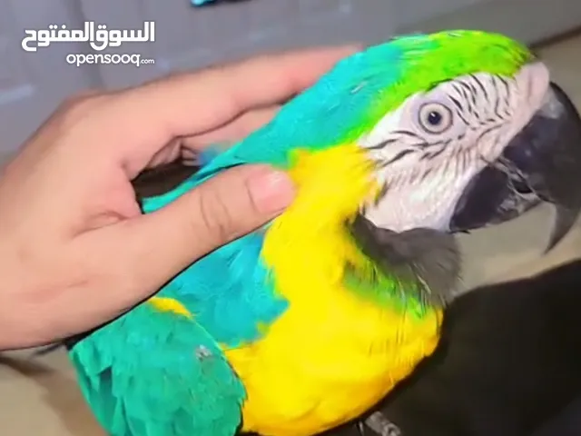 مكاو قولد اند بلو