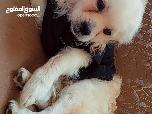 كلب زينة من فصيلة بيكنيز للبيع.
