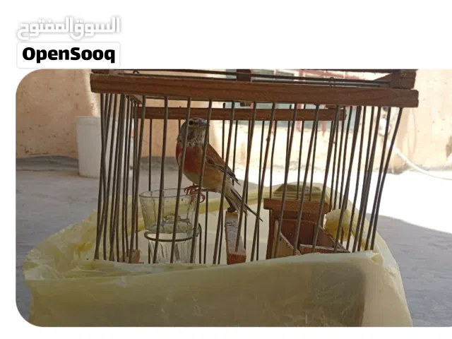 مطلوب نفسه لوح