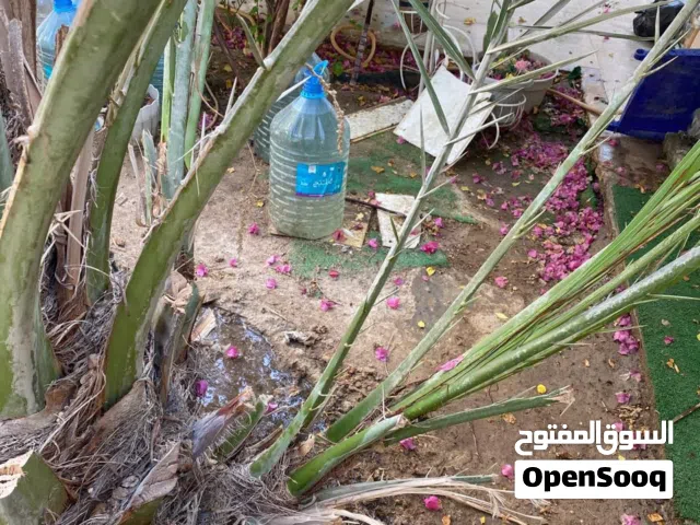 فسائل نخل برحي يتوفر لدينا 8 فسائل سعر الفسيله الواحده 150