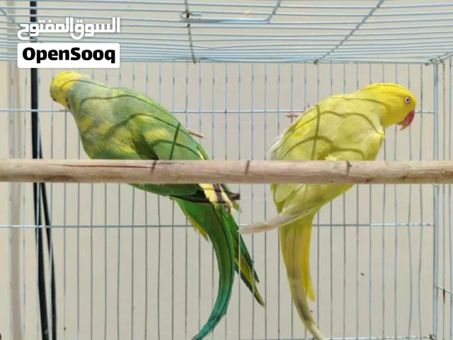 للبيع مجموعه ببغاوات مختلفه طيور محليه ومنتجه