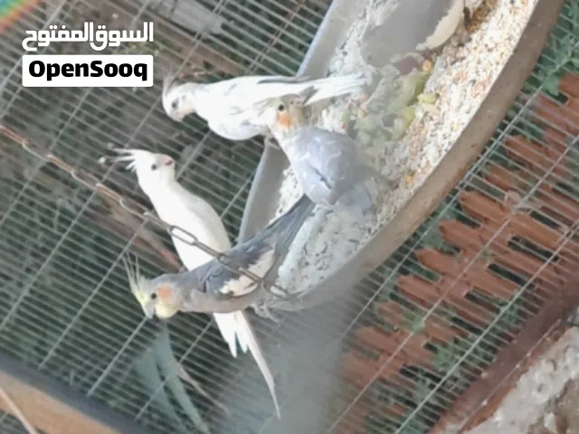 طيور كوكتيل للبيع شلع
